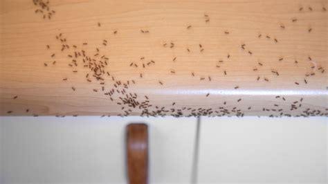 大量螞蟻出現 雄雞